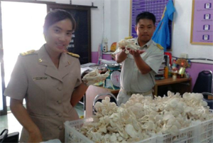Harvested mushroom from the School Garden Project